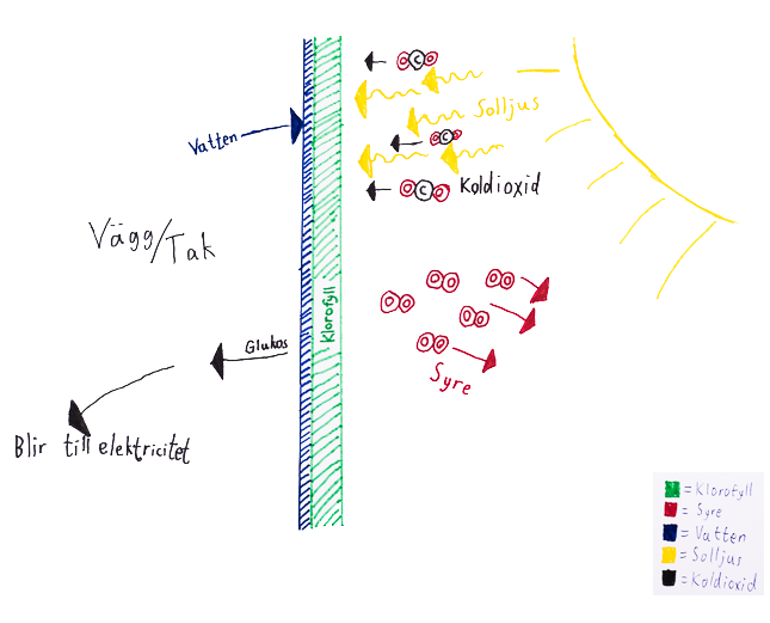 Chlorophyll Coating